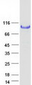 HK1 / Hexokinase 1 Protein - Purified recombinant protein HK1 was analyzed by SDS-PAGE gel and Coomassie Blue Staining
