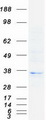 HLA-DOB Protein - Purified recombinant protein HLA-DOB was analyzed by SDS-PAGE gel and Coomassie Blue Staining