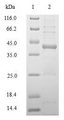HLA-DRB1 Protein - (Tris-Glycine gel) Discontinuous SDS-PAGE (reduced) with 5% enrichment gel and 15% separation gel.