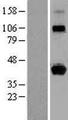 HLA-G Protein - Western validation with an anti-DDK antibody * L: Control HEK293 lysate R: Over-expression lysate