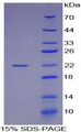 HMG1 / HMGB1 Protein - Recombinant High Mobility Group Protein 1 By SDS-PAGE