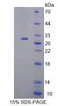 HMG20B / BRAF35 Protein - Recombinant High Mobility Group Protein 20B (HMG20B) by SDS-PAGE