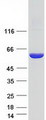 HMGCS1 / HMG-CoA Synthase 1 Protein - Purified recombinant protein HMGCS1 was analyzed by SDS-PAGE gel and Coomassie Blue Staining