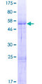 HMRF1L / MTRF1L Protein - 12.5% SDS-PAGE of human MTRF1L stained with Coomassie Blue