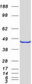 HMRF1L / MTRF1L Protein - Purified recombinant protein MTRF1L was analyzed by SDS-PAGE gel and Coomassie Blue Staining