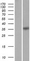 HMX1 Protein - Western validation with an anti-DDK antibody * L: Control HEK293 lysate R: Over-expression lysate