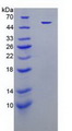 HNE / Neutrophil Elastase Protein - Recombinant Elastase 2, Neutrophil By SDS-PAGE
