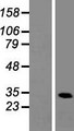 HNRNPA1L2 Protein - Western validation with an anti-DDK antibody * L: Control HEK293 lysate R: Over-expression lysate