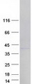 HNRNPA1L2 Protein - Purified recombinant protein HNRNPA1L2 was analyzed by SDS-PAGE gel and Coomassie Blue Staining