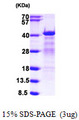 HNRNPC / HNRNP C Protein