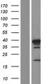 HNRNPD / AUF1 Protein - Western validation with an anti-DDK antibody * L: Control HEK293 lysate R: Over-expression lysate