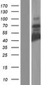 HOMEZ Protein - Western validation with an anti-DDK antibody * L: Control HEK293 lysate R: Over-expression lysate