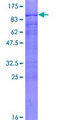 HOMEZ Protein - 12.5% SDS-PAGE of human KIAA1443 stained with Coomassie Blue