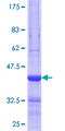 HOOK3 Protein - 12.5% SDS-PAGE Stained with Coomassie Blue.