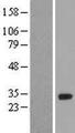 HOXA6 Protein - Western validation with an anti-DDK antibody * L: Control HEK293 lysate R: Over-expression lysate