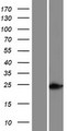 HOXC5 Protein - Western validation with an anti-DDK antibody * L: Control HEK293 lysate R: Over-expression lysate