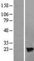 HPCAL4 Protein - Western validation with an anti-DDK antibody * L: Control HEK293 lysate R: Over-expression lysate