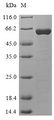 HPF1 Protein - (Tris-Glycine gel) Discontinuous SDS-PAGE (reduced) with 5% enrichment gel and 15% separation gel.