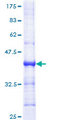 HPMS1 / PMS1 Protein - 12.5% SDS-PAGE Stained with Coomassie Blue.