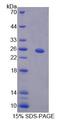 HPS4 Protein - Recombinant  Hermansky Pudlak Syndrome Protein 4 By SDS-PAGE