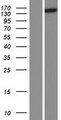 HPS5 Protein - Western validation with an anti-DDK antibody * L: Control HEK293 lysate R: Over-expression lysate