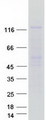 HPS5 Protein - Purified recombinant protein HPS5 was analyzed by SDS-PAGE gel and Coomassie Blue Staining