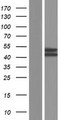 HPT / MRS2L Protein - Western validation with an anti-DDK antibody * L: Control HEK293 lysate R: Over-expression lysate