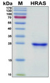 HRAS / H-Ras Protein - SDS-PAGE under reducing conditions and visualized by Coomassie blue staining
