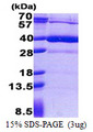 HS3ST1 Protein