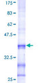 HS3ST3A1 Protein - 12.5% SDS-PAGE Stained with Coomassie Blue.