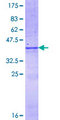 HS3ST4 Protein - 12.5% SDS-PAGE Stained with Coomassie Blue.