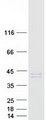HSD11B1 / HSD11B Protein - Purified recombinant protein HSD11B1 was analyzed by SDS-PAGE gel and Coomassie Blue Staining