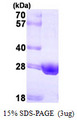 HSD17B10 / HADH2 Protein