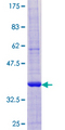 HSD17B12 Protein - 12.5% SDS-PAGE of human HSD17B12 stained with Coomassie Blue