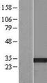 HSD17B13 Protein - Western validation with an anti-DDK antibody * L: Control HEK293 lysate R: Over-expression lysate