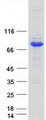 HSD17B4 Protein - Purified recombinant protein HSD17B4 was analyzed by SDS-PAGE gel and Coomassie Blue Staining