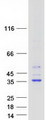 HSD17B7 / PRAP Protein - Purified recombinant protein HSD17B7 was analyzed by SDS-PAGE gel and Coomassie Blue Staining