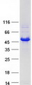 HSDL2 Protein - Purified recombinant protein HSDL2 was analyzed by SDS-PAGE gel and Coomassie Blue Staining