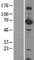 HSF4 Protein - Western validation with an anti-DDK antibody * L: Control HEK293 lysate R: Over-expression lysate
