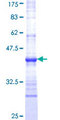 HSF4 Protein - 12.5% SDS-PAGE Stained with Coomassie Blue.