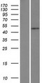 HSFY1 Protein - Western validation with an anti-DDK antibody * L: Control HEK293 lysate R: Over-expression lysate