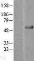 HSP70L1 / HSPA14 Protein - Western validation with an anti-DDK antibody * L: Control HEK293 lysate R: Over-expression lysate