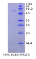 HSP70L1 / HSPA14 Protein - Recombinant Heat Shock 70kDa Protein 14 By SDS-PAGE