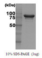 HSP90AA1 / Hsp90 Alpha A1 Protein