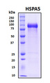 HSPA5 / GRP78 / BiP Protein - SDS-PAGE under reducing conditions and visualized by Coomassie blue staining