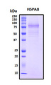 HSPA8 / HSC70 Protein - SDS-PAGE under reducing conditions and visualized by Coomassie blue staining