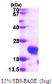 HSPB11 Protein