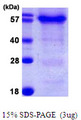 HSPBAP1 Protein