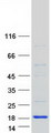 HSPC176 / TRAPPC2L Protein - Purified recombinant protein TRAPPC2L was analyzed by SDS-PAGE gel and Coomassie Blue Staining