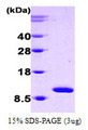 HSPE1 / HSP10 / Chaperonin 10 Protein
